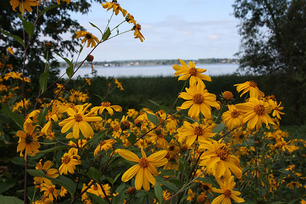 Yellow Flowers and Britannia Bay