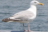 A Digby Nova Scotia Gull