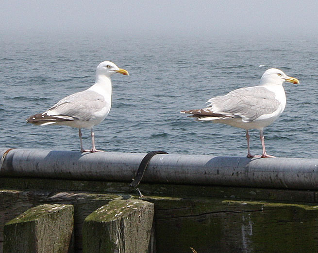 Gulls - Digby Nova Scotia